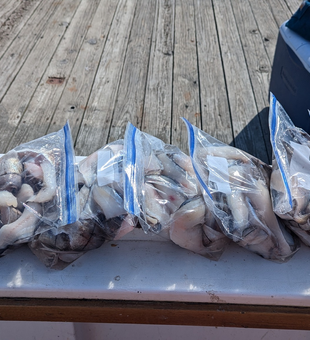 Catch your limit off New Hampshire’s coast!